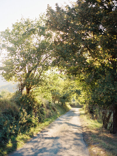 A peaceful pathway lined with trees, illuminated by soft sunlight filtering through the leaves, creating a serene and calming natural scene.