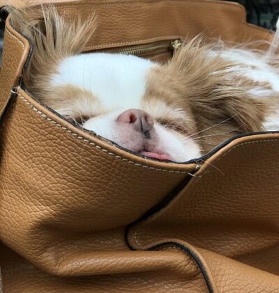 A small dog peeking its head out of a purse 