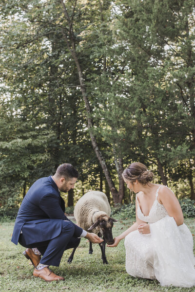 Wedding Photographer & Elopement Photographer, bride and  groom feeding a goat