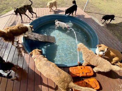 Paradise Pet Retreat Doggy Daycare