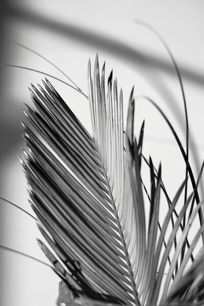 Palm leaf on black and white background