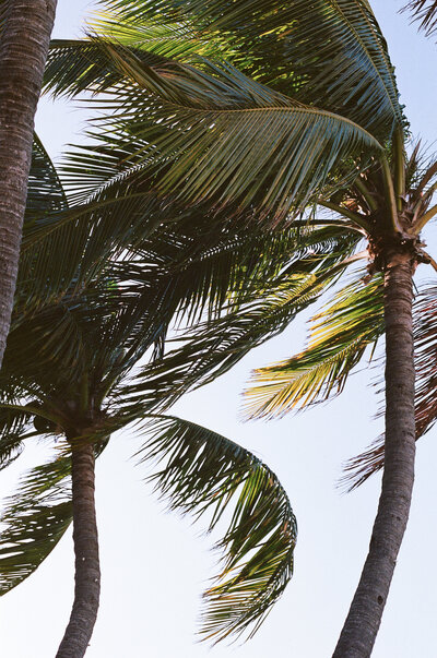 palm trees