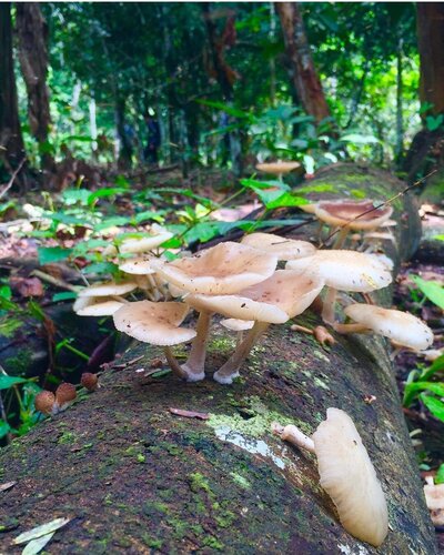 Jungle sights