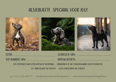 Barbara Daamen Fotografie, hondenfotograaf, Tilburg, Noord Brabant, Hondenfotografie, natuurlijk licht, magic light
