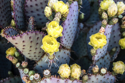 Location Branding Image close up yellow flowering cactus