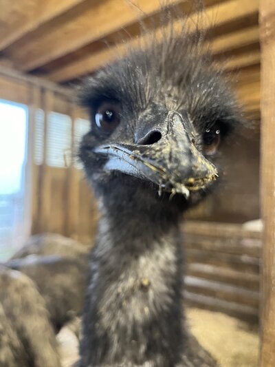 close up of an emu