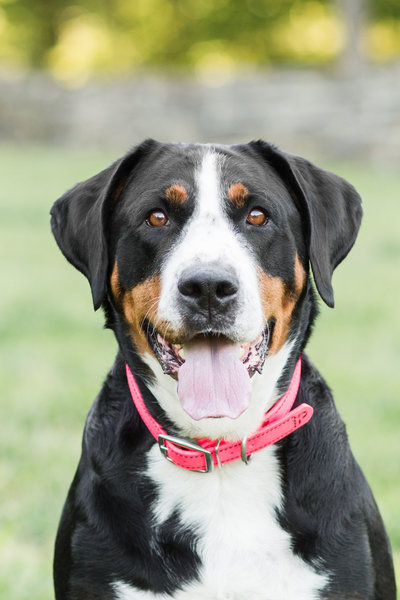 Swiss Mountain Dog with tongue hanging out