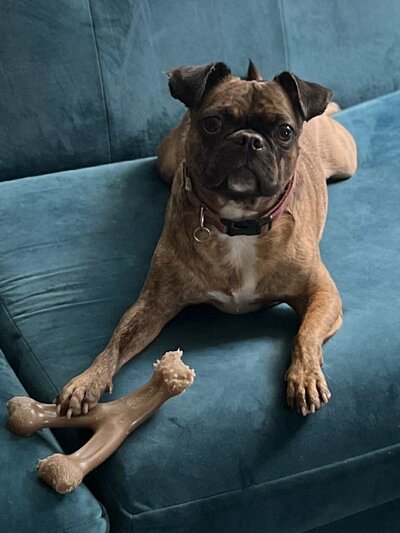 Buddy (5)