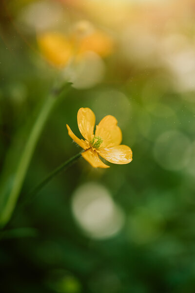 Close-up macro photo of a vibrant yellow flower, highlighting its delicate petals and natural texture.