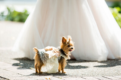 Dog at Austin wedding