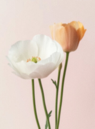 Grainy Floral Image