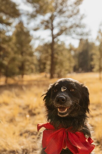 kenzie pellerins portfolio image of a dog holding an engagement ring on it's nose