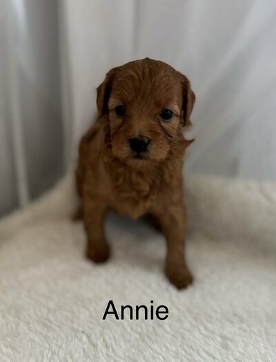 Annie petite Goldendoodle female adult size 12-15# max, wavy coat