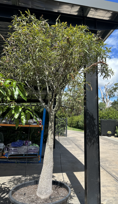 QUEENSLAND BOTTLE TREE Brachychiton Rupestris