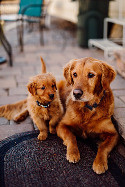 Puppy Photography-5