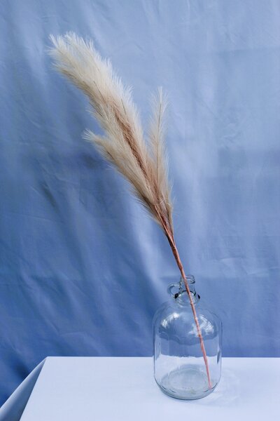 pampas grass for rent in yorkton