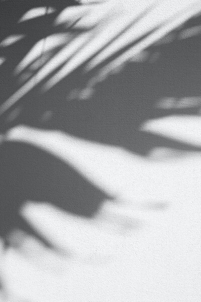 Shadow of leaves on a white surface