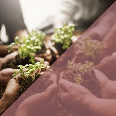Hands holding fresh soil with a small plant sprouting—symbolizing growth, renewal, and empowerment in menopause.