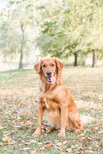 Golden Retriever dog at Larz Anderson Park