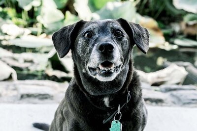 San Francisco pet photography
