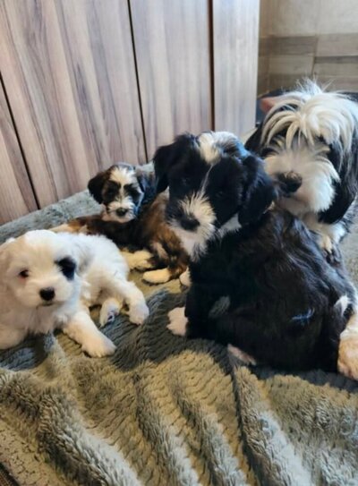 ad17dc08-fc2e-408f-9e31-e77419c7e059