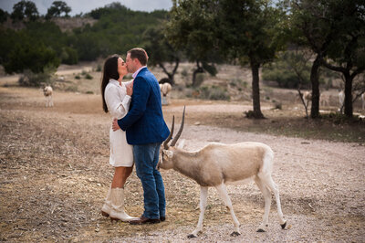 Man and woman kissing with an antelope behind them
