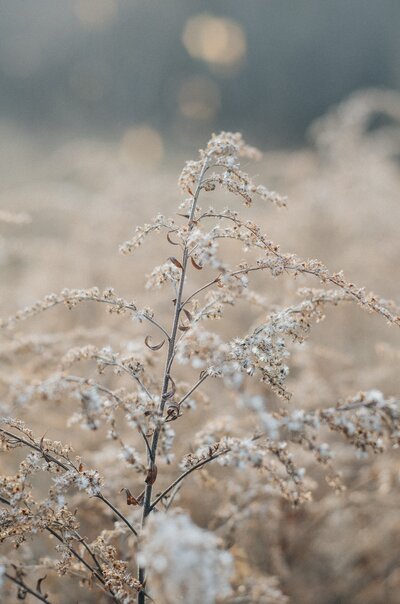 cream colored flowers in a field, image has filter giving it a beige or ivory hue