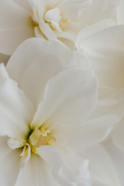 Zoomed in image of white flowers