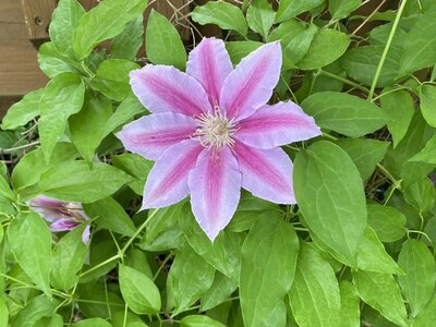 Light and dark pink flower blooming on a bush