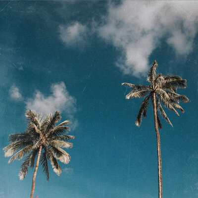 palm trees on blue sky travel photography