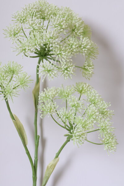 Heracleum kunsttak De Ontwerpboer