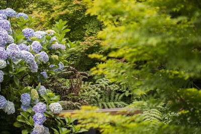 Flower and tree location for outdoor photo shoot in Christchurch Botanical Gardens