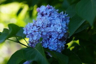 Michel Buchner syringa vulgaris blue lilac violet heirloom lilac at North Country Lilacs nursery in Canton, New York