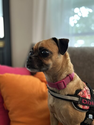 Dixie (7)