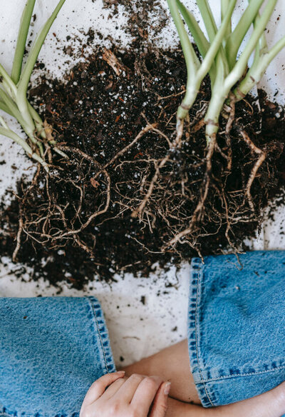 plants-roots