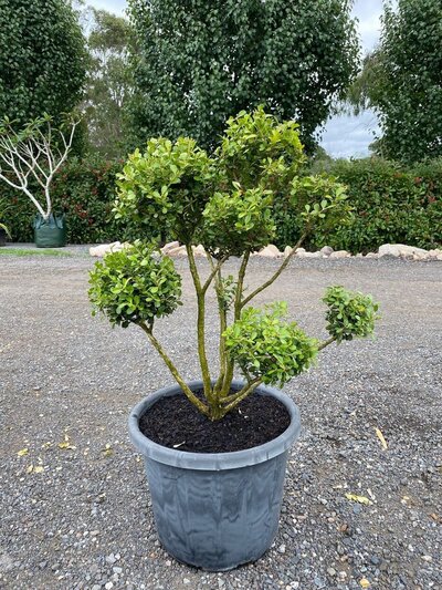 JAPANESE TOPIARY BUXUS CLOUD TREE Buxus Sempervirens English Box Topiary Ball