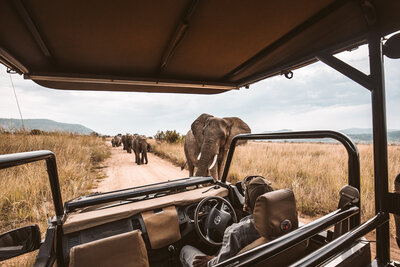 Safari vehicle with herd of elephants coming at them