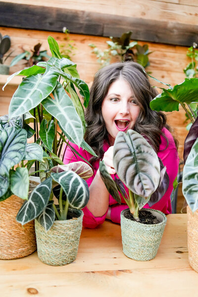 Medium-Light-Alocasia-Cuprea