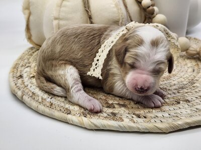 4de4771a-ed43-4d75-9134-166c3abdf153