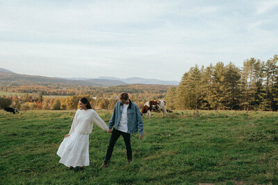 couples shoot in a field with cows captured by vermont wedding photographer elsie goodman