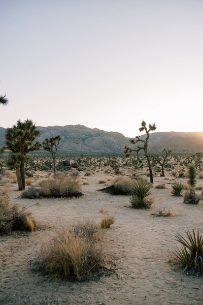 Arizona dessert at dawn