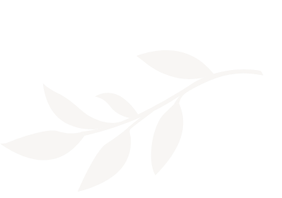 Olive Branch  decorative