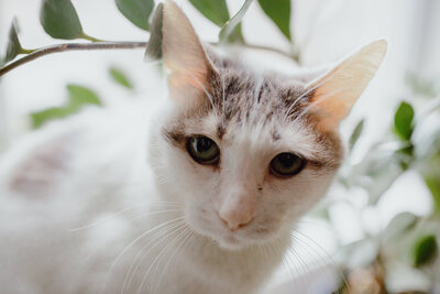 CHICAGO-PET-PHOTOGRAPHY-BY-MEGAN-SAUL-PHOTOGRAPHY (26 of 72)