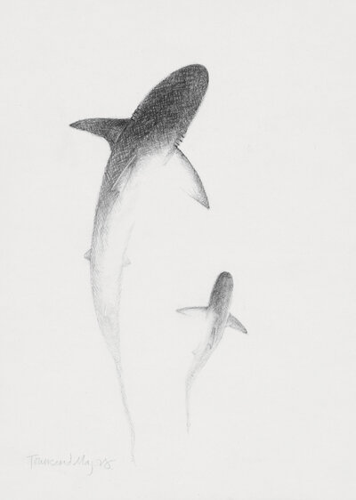 Townsend Majors' print of a graphite drawing of two sharks fading from view