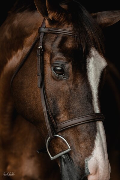 black backgrounds in north carolina equine photography
