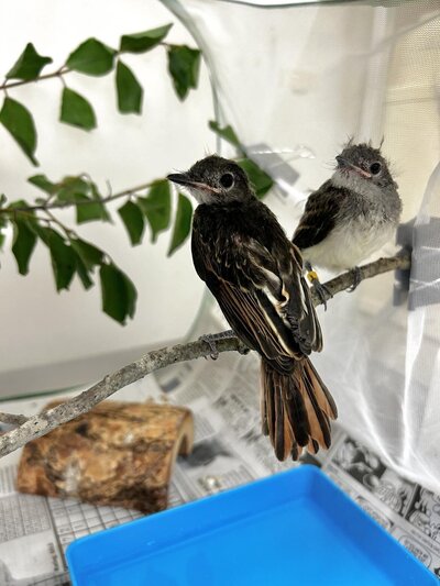 Fledge
