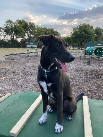 Black dog tongue out dog park