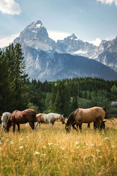 Wyoming scenery of horses with mountains in the background