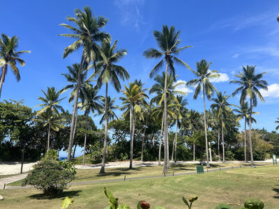 Cluster of tall palm trees with ocean peeking through in the Dominican Republic