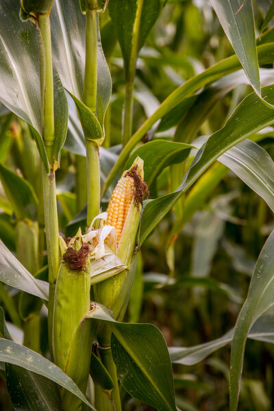corn-in-field